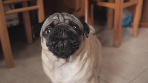 Detailní portrét roztomilé pug dog emocionální podívá se na kameru a štěká doma. Domácí mazlíčci brání své osobní hranice, nebo něco vyžaduje. — Stock video