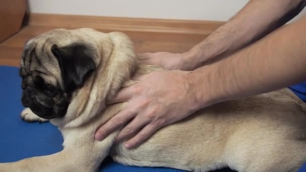 Veterinärterapeut massage tillbaka och ryggraden av mops hund på mattan. Rehabiliteringsbehandling och skötsel av husdjur efter skador — Stockvideo