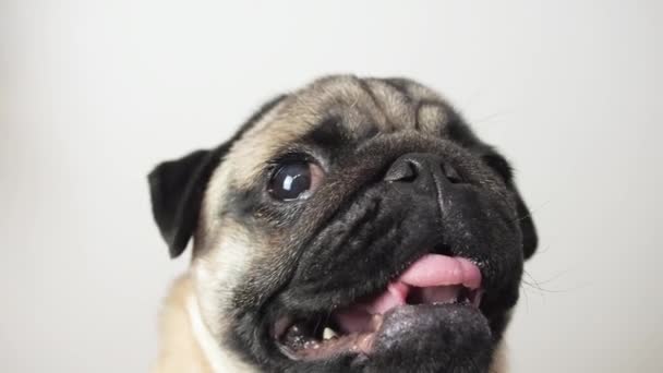 Close-up portrait of emotional cute pug dog turns his head and yawn to the camera. selective focus. — Stock videók