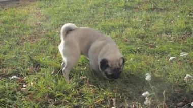 Yeşil çayırda köpek yiyen otlar. Pug komik çim çiğneme.