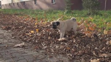 Pug dog, sonbahar yapraklarına işeyip sonra da kürek çekerek uzaklaşıyor. Hayvan davranışları.