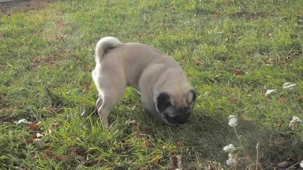 Pies je trawy na zielonej łące. mops śmieszne żucie trawy. — Wideo stockowe