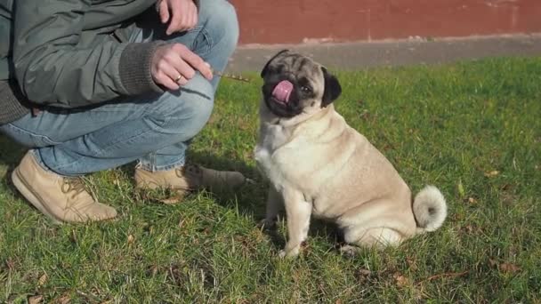 Eigenaar hand vasthouden stok als pug hond kauwt en worstelt met de stok buiten. spelen samen in de buitenlucht met een hond — Stockvideo