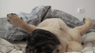 Şirin, eğlenceli pug dog uyuyor ve battaniyede dinleniyor. Tembellik ve dinlenme kavramı.