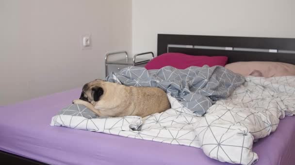 Leuke pug hond slapen en ontspannen op deken. Het begrip luiheid en rust. — Stockvideo