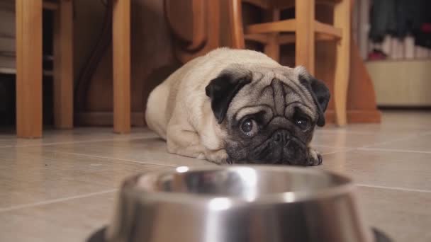 Hladový roztomilý pug pes ležící na podlaze v kuchyni před prázdnou mísou a slintající čeká na jídlo s prosebnýma očima — Stock video