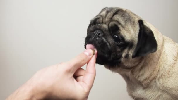 Cute pug dog getting the treat. Owner gives his pug dog a treat. Close up, portrait. Slow motion — Wideo stockowe