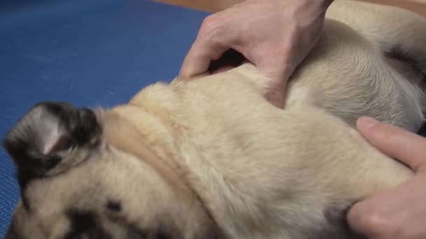 Vet therapist massage pug dog on the mat. Rehabilitation treatment and care of pets after injuries — Wideo stockowe