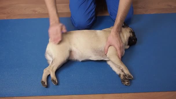 Massothérapeute vétérinaire chiot de carlin de massage sur le tapis. Traitement de réadaptation et soins des animaux domestiques. relaxation des muscles et des articulations. — Video
