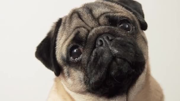 Zbliżenie portret emocjonalnego psa Pug zamienia głowę w kamerę. — Wideo stockowe