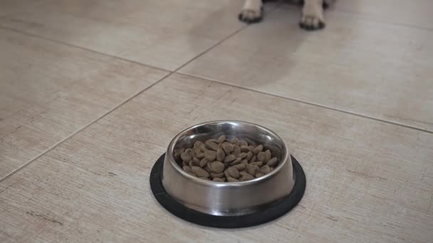 귀여운 개는 집에서 가까운 곳에 있는 그릇에서 식욕을 얻어 마른 음식을 먹는다. 맛좋은 천연 완전 한 음식. — 비디오