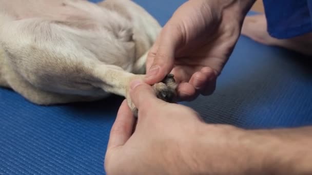 Vet terapeuta masuje palce i łapie psa mopsa na macie. Leczenie rehabilitacyjne i opieka nad zwierzętami po urazach. łagodzenie bólu i skurczów stawów. — Wideo stockowe