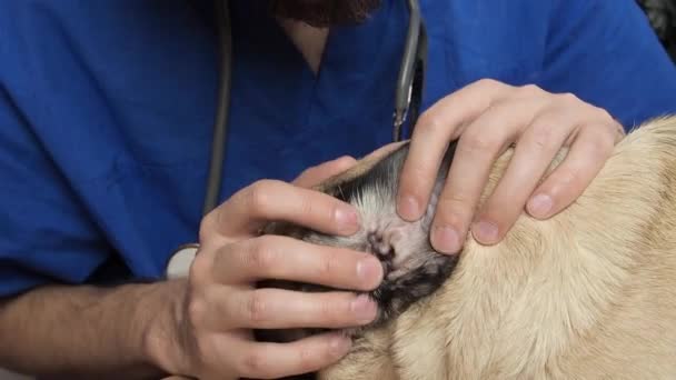 Veterinair controleert de gezondheid van een hond die een oorinspectie uitvoert — Stockvideo