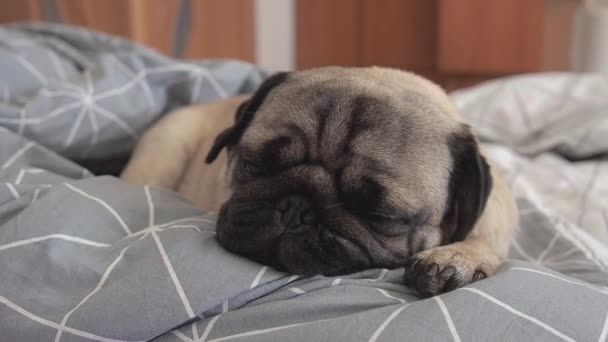 น่ารักสนุกสุนัขปั๊กนอนหลับและผ่อนคลายบนผ้าห่ม ความขี้เกียจและการพักผ่อน . — วีดีโอสต็อก