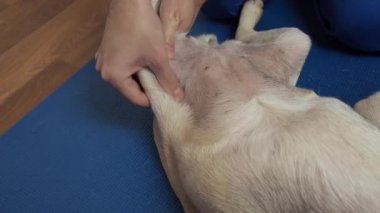 Paspasın üzerinde veterinerlik yapan masaj köpeği. Yaralandıktan sonra evcil hayvanlara rehabilitasyon ve bakım