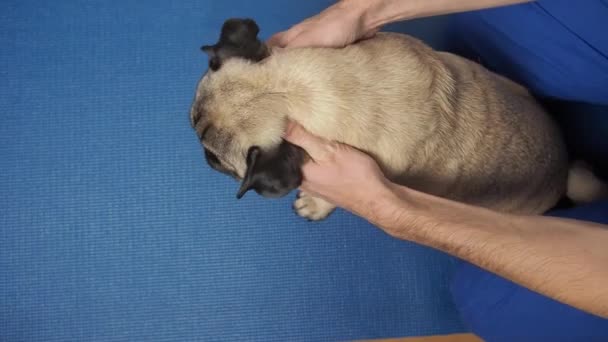 Vet thérapeute massage chiot chiot sur le tapis. Traitement de réadaptation et soins des animaux domestiques. soulager la douleur et les crampes dans les articulations. — Video
