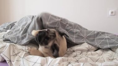 Komik pug dog duygusal uyanma yatakta ya da köpek dostu otel odasında, dışarı bakıyor ve havlıyor. Mutlu köpek. 