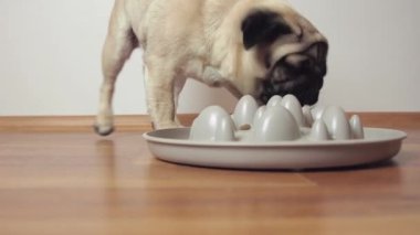 Tatlı pug dog Yavaş Besleyici kasesinden iştahla kuru yemek yiyor..