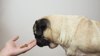 Yakından çekilen sevimli köpek portresi. Sahibi köpeğine olumlu bir destek veriyor. beyaz arkaplan.