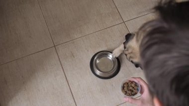 Aç köpek pençesiyle kaseye vurur ve yemek ister. Sahibi kaseye yemek koyar. Üst görünüm.