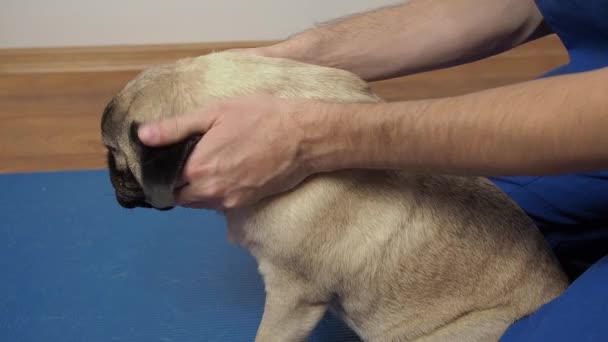 Ветеринар-терапевт масажист голова мопс собака на килимку. Реабілітація та догляд за домашніми тваринами. полегшує біль і судоми в суглобах . — стокове відео