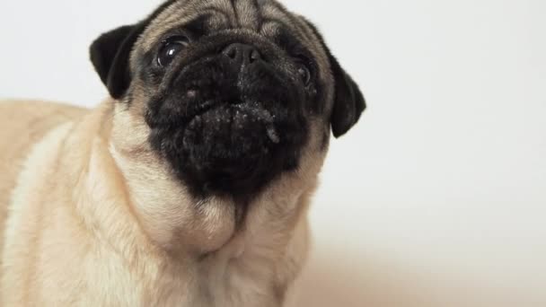 Zamknij portret uroczego psa mopsa emocjonalnie patrzy w górę na aparat i szczeka w domu. Pet broni swoich osobistych granic lub czegoś wymaga. — Wideo stockowe