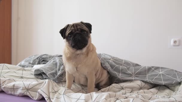 Cute pug dog sitting on bed in scandinavian style bedroom and emotional looks up at the camera turned head. Cozy morning with pet. Pets friendly hotel or home room — Stock Video