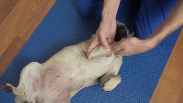 Ветеринар массажист, собака-мопс на коврике. Реабилитационное лечение и уход за животными. облегчает боль и судороги в суставах. — стоковое видео