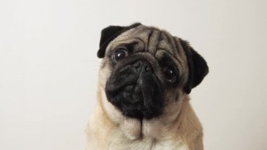 Sevimli köpek duygusal portresinin yakın çekimi kameraya bakıyor ve evde havlıyor. Evcil hayvan kişisel sınırlarını savunur ya da bir şey ister..