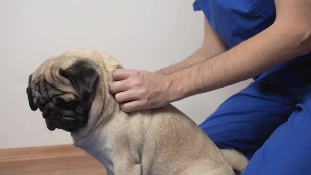 Veterinerlik terapisti sırt masajı ve paspasın üzerindeki köpek omurgası. Yaralandıktan sonra evcil hayvanlara rehabilitasyon ve bakım — Stok video