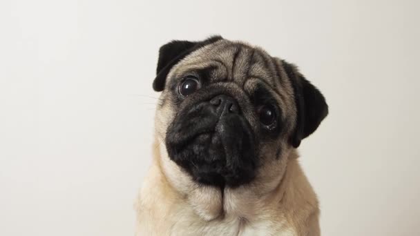 Close up portrait of cute pug dog emotional looks up at the camera and barks at home. Pet defends its personal boundaries or requires something. — Stock videók