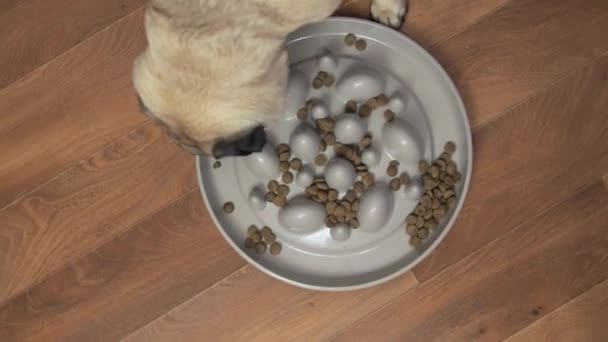 Милая собака-мопс ест сухую пищу с аппетитом от медленного кормления миска вид сверху — стоковое видео