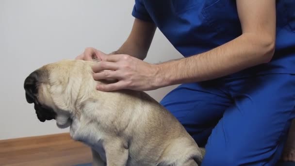 Ветеринарный терапевт массаж спины и позвоночника мопса на коврике. Лечение и уход за домашними животными после травм — стоковое видео