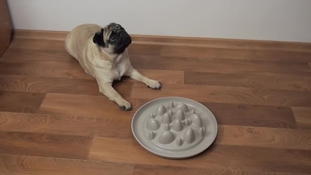 Hladový roztomilý pug pes ležící na podlaze před prázdným Pomalým Krmítkem Bowl. Čeká na jídlo s prosebnýma očima. Člověk krmí psí žrádlo. — Stock video