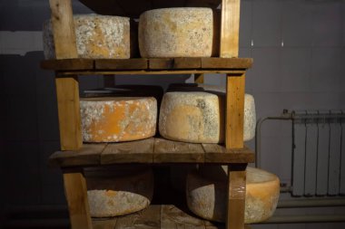 Peynir fabrikasında ahşap raflarda olgunlaşan çeşitli aromalı peynir tekerlekleri.