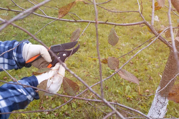 Gärtner schneidet Obstbäume im Herbst mit der Gartenschere für eine gute Ernte im nächsten Jahr. — Stockfoto