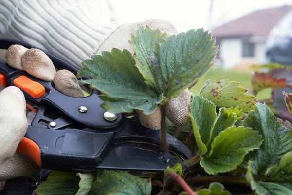 Stříhání nůžek na staré listy jahodového podzimu. Sezóna práce na zahradě — Stock fotografie