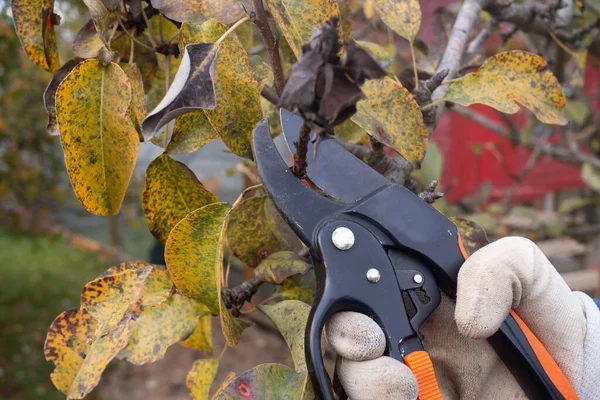 Gärtner schneidet Obstbäume im Herbst mit der Gartenschere für eine gute Ernte im nächsten Jahr. — Stockfoto