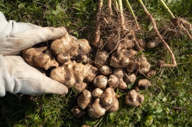 Kudüs enginar hasadı. Bahçede kökleri olan sonbahar organik sebzeleri