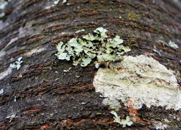 detail of a dry mold or fungus growing on the shallow outer trunk of a brown tree in autumn