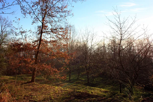 Toskana Sonbahar Mevsiminde Pek Çok Kırmızı Çıplak Ağacın Temiz Ormanı — Stok fotoğraf