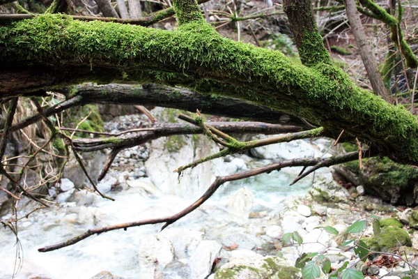 秋の森の岩とトスカーナの緑の苔で覆われた木々の枝の間を流れる冷たい水 — ストック写真
