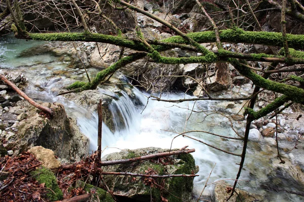 Écoulement Eau Froide Dans Ruisseau Entre Les Rochers Une Forêt — Photo