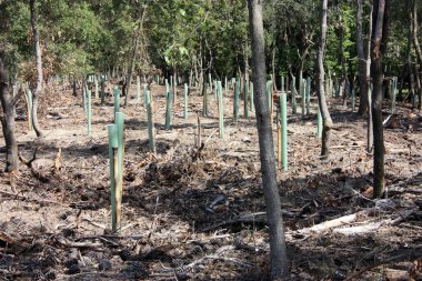 Toskana 'daki çam ormanlarının yeniden büyümesi için toprağın yeniden ağaçlandırılması ve borular.