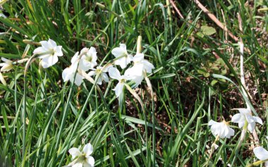 Beyaz nergislerin yeşil tarlası Toskana 'da çiçekler