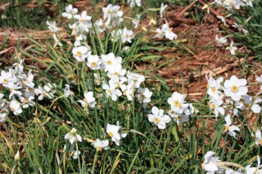 Beyaz nergislerin yeşil tarlası Toskana 'da çiçekler