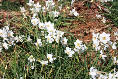 Beyaz nergislerin yeşil tarlası Toskana 'da çiçekler