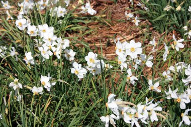 Beyaz nergislerin yeşil tarlası Toskana 'da çiçekler
