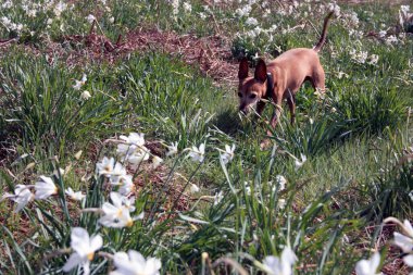 Küçük köpek, Toskana 'da açan beyaz nergislerle dolu yeşil bir alanda koşuşturuyor.