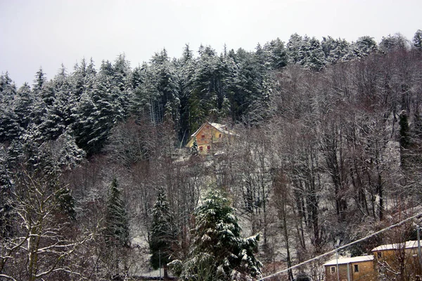 Landelijk Landschap Heuvels Tussen Sparren Dennen Apuaanse Bergen Bedekt Met — Stockfoto